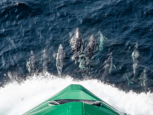 Marine mammals love to ride the bow wave. Photo: Christian Remøy.