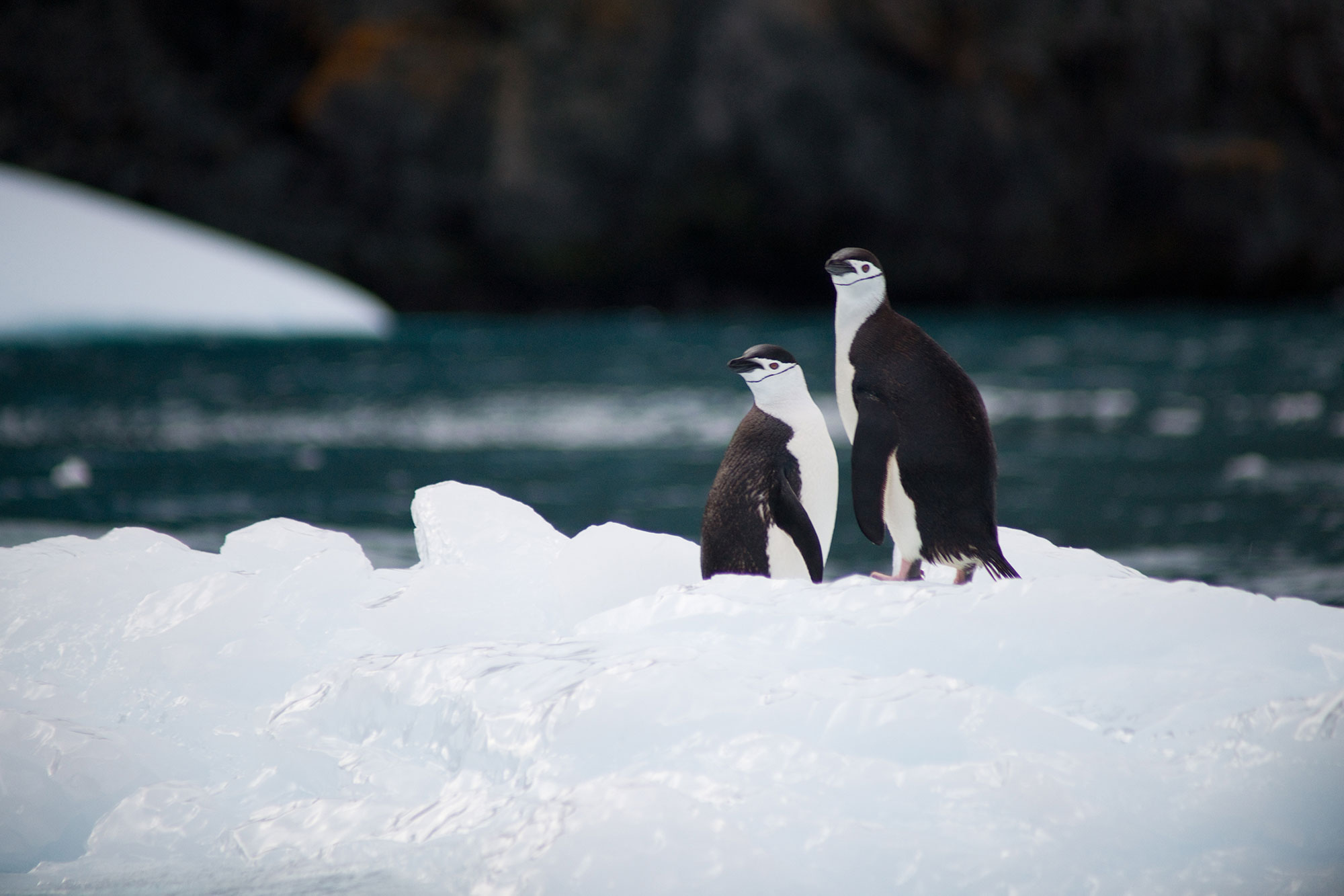 Pingvinar på isen, foto Torsten Dederichs.